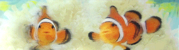 GIF animado (6437) Dos peces payaso