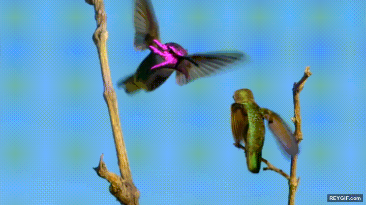 GIF animado (116541) El colibri de costa tiene un cara que parece hecha con efectos especiales cutres