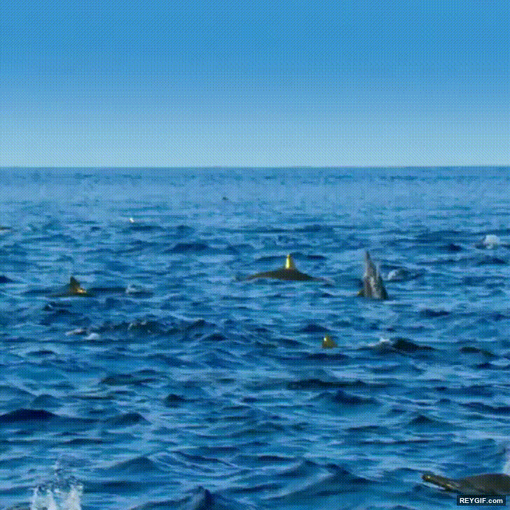 GIF animado (116590) El delfin acrobata haciendo justicia a su nombre