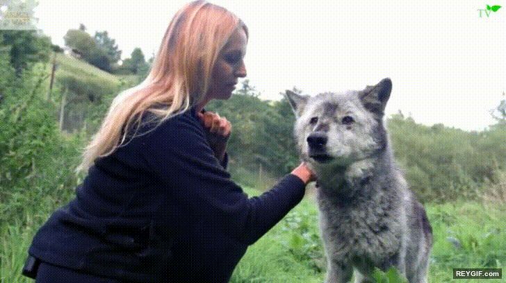 GIF animado (116509) El lobo mas viejo del mundo