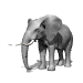 GIF animado (9095) Elefante