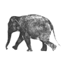 GIF animado (9114) Elefante