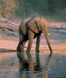 GIF animado (9147) Elefante reflejado agua