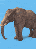 GIF animado (9155) Elefante saltando