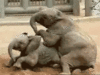 GIF animado (9163) Elefantes divertidos