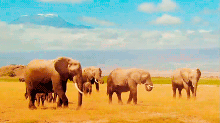 GIF animado (9164) Elefantes sabana