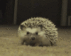 GIF animado (9188) Erizo asustado