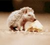 GIF animado (9199) Erizo comiendo pan