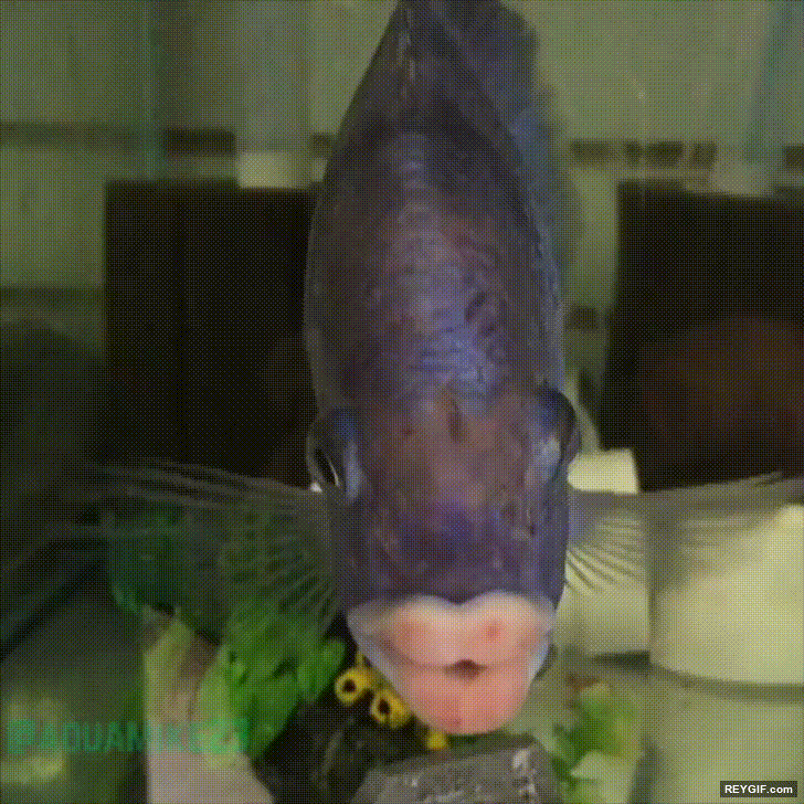 GIF animado (116408) Es normal sentir envidia este pez tiene unos labios maravillosos