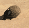 GIF animado (8278) Escarabajo pelotero