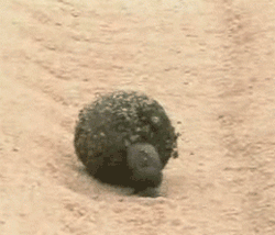 GIF animado (8283) Escarabajo pelotero desierto