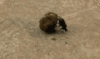 GIF animado (8287) Escarabajo pelotero rodando bola