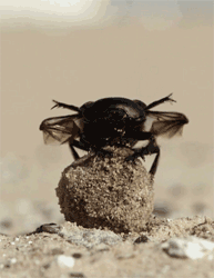 GIF animado (8289) Escarabajo pelotero volando