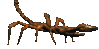 GIF animado (6590) Escorpion andando