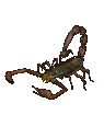 GIF animado (6594) Escorpion emperador