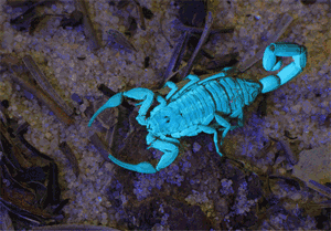 GIF animado (6595) Escorpion emperador azul