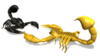 GIF animado (6608) Escorpiones luchando