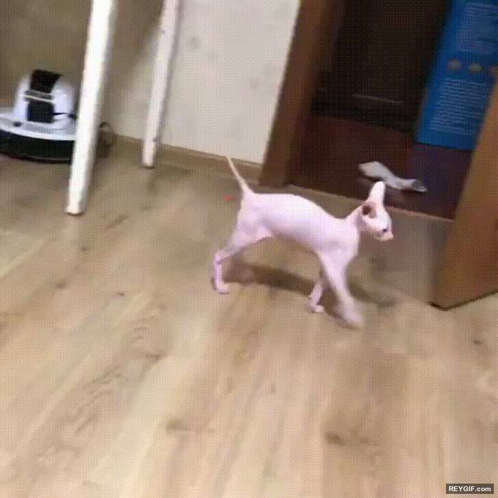 GIF animado (116712) Espejito espejito quien es el gato mas guapo
