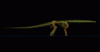 GIF animado (7579) Esqueleto diplodocus