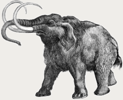 GIF animado (9627) Esqueleto mamut