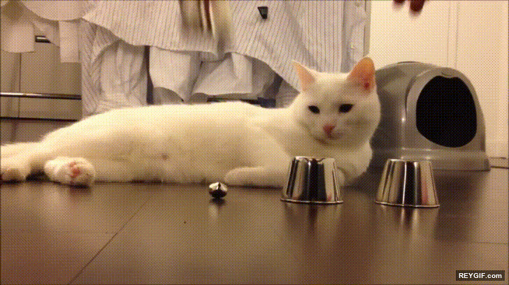 GIF animado (116459) Este gato no necesita mucho esfuerzo para adivinar donde esta la bolita
