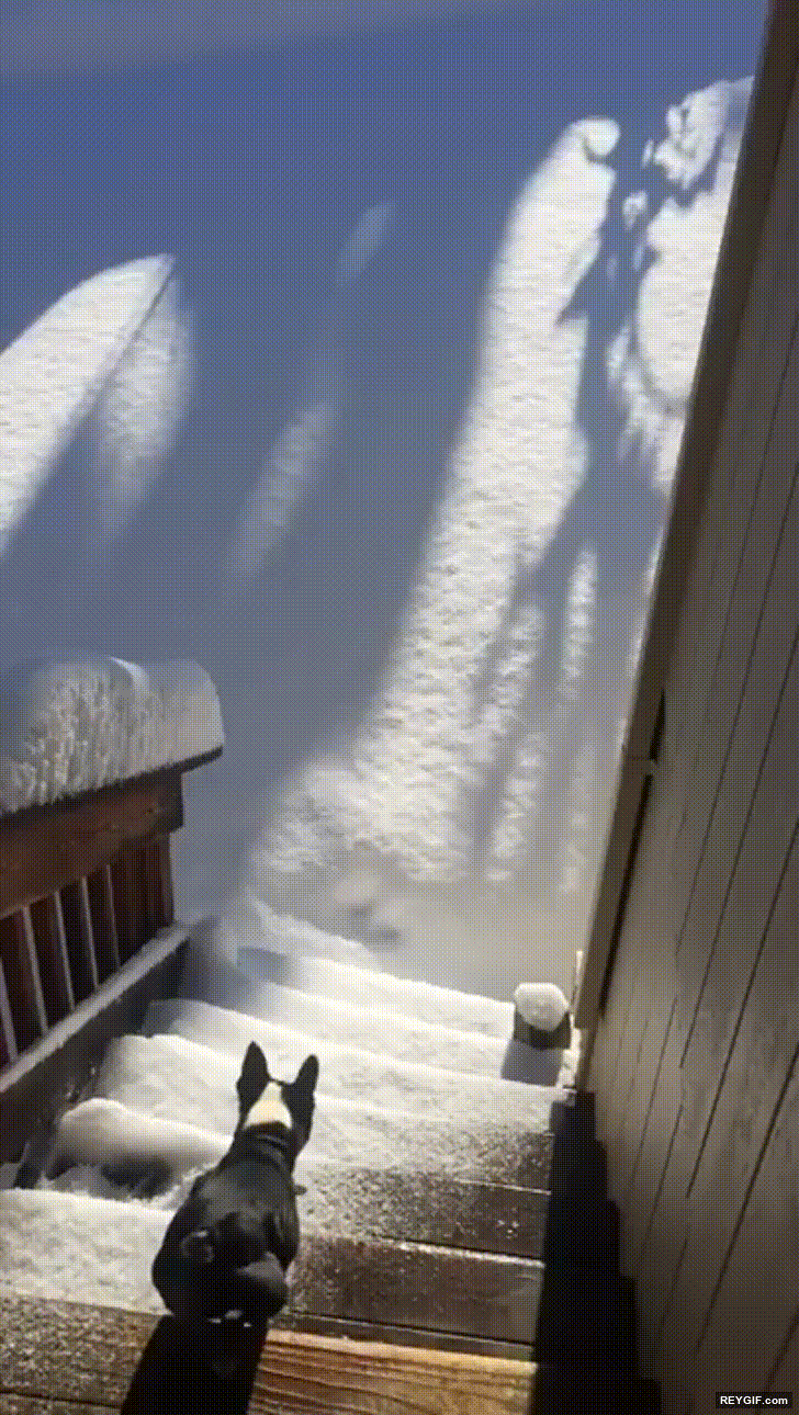 GIF animado (116430) Este perro clava un aterrizaje perfecto en la nieve