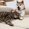 GIF animado (116317) Este perro y este gato demuestran que el amor verdadero no tiene fronteras