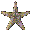 GIF animado (5814) Estrella de mar