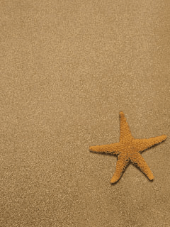 GIF animado (5815) Estrella mar