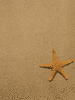 GIF animado (5815) Estrella mar