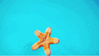 GIF animado (5821) Estrella mar