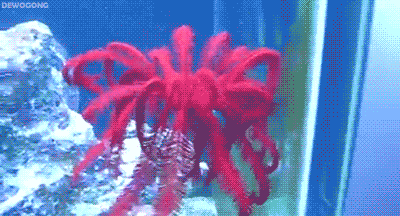 GIF animado (5822) Estrella mar
