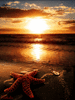 GIF animado (5826) Estrella mar atardecer