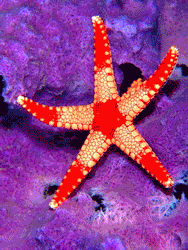 GIF animado (5835) Estrella mar colorida