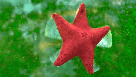 GIF animado (5840) Estrella mar divertida