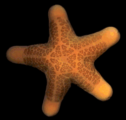 GIF animado (5844) Estrella mar girando
