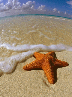GIF animado (5853) Estrella mar playa