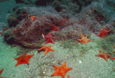 Imagen GIF de Estrellas mar animado