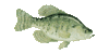 GIF animado (6297) Evolucion peces