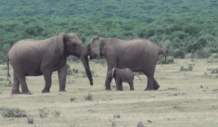 GIF animado (9165) Familia elefantes