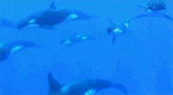 GIF animado (6216) Familia orcas