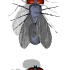 GIF animado (8486) Fila de moscas