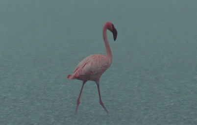 GIF animado (6917) Flamenco bajo lluvia