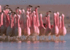GIF animado (6943) Flamencos