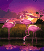 GIF animado (6945) Flamencos atardecer