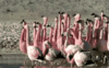 GIF animado (6946) Flamencos corriendo