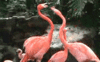 GIF animado (6948) Flamencos peleando