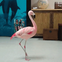 GIF animado (6950) Flamingo girando