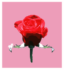GIF animado (4354) Flor romantica