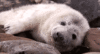 GIF animado (5878) Foca